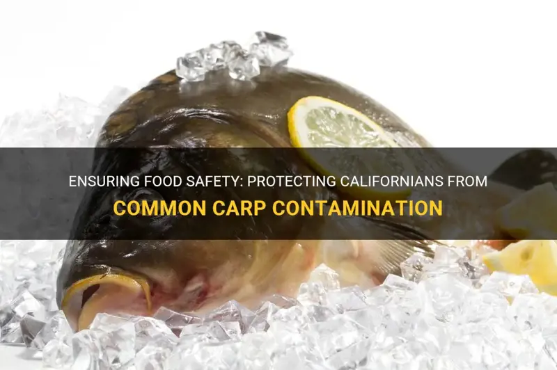 Carp Food Safety: What To Know