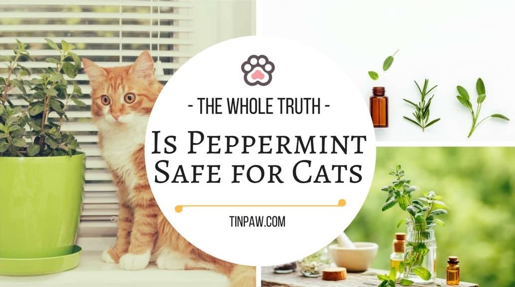 Is Peppermint Safe For Cats